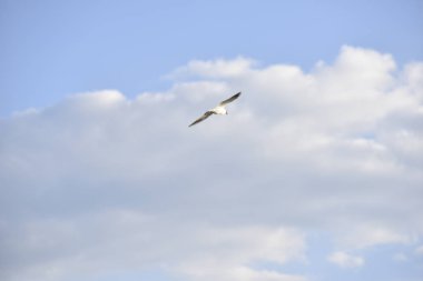 arka planda gökyüzü ile uçan martı