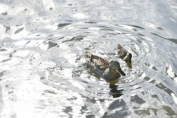 Mother duck with the duckling — Stock Photo, Image