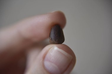parmaklar arasında çam fıstığı