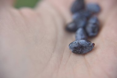 elde honeyberry yakın çekim bakmak