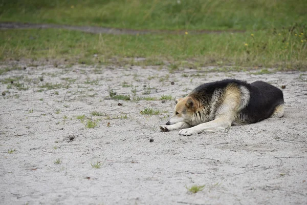 parkta kum üzerinde köpek