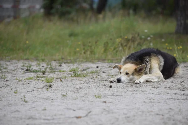 Parkta kum üzerinde köpek — Stok fotoğraf