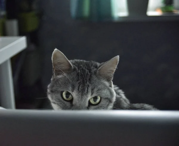 Gato mira algo en el crepúsculo de la mañana — Foto de Stock