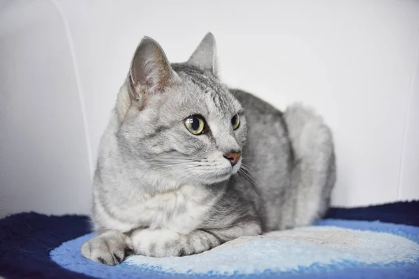 Schöne graue Katze sitzt auf dem blauen Teppich im weißen Stuhl — Stockfoto