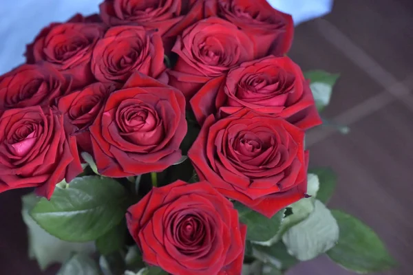 Yeşil yapraklar arasında güller