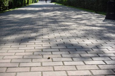 Boş sokak yüzeyindeki ağaçların gölgeleri. Kimse yok. merkezli odak.