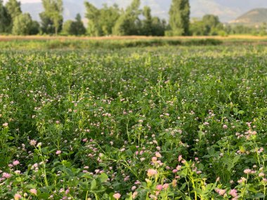 Çiçekli pembe yoncanın manzaralı çayırı. seçici odak.