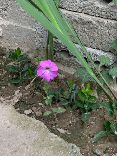 Bahçedeki taş duvarın yanında yalnız mor çiçek