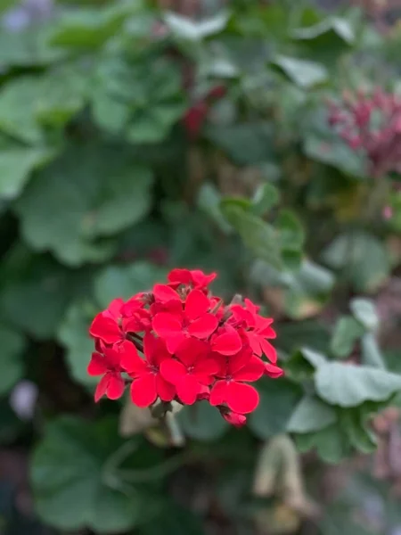 Anzahl Der Roten Blumen Auf Dem Grünen Hintergrund — Stockfoto