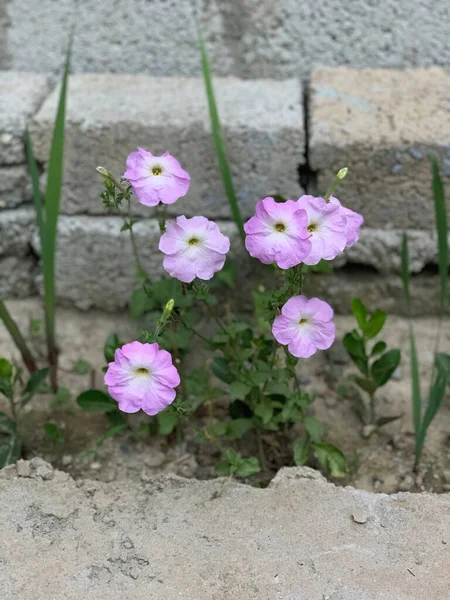 Gri Tuğla Duvarın Yanında Beyaz Mor Çiçekler Yetişir — Stok fotoğraf
