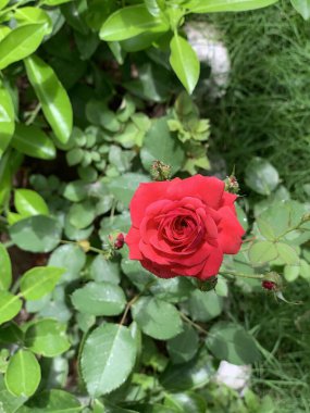 yeşil arkaplanda parlak kırmızı gül seçici odak