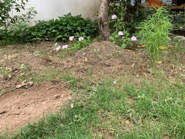 Baharın başında bahçede toprak seçici bir odak