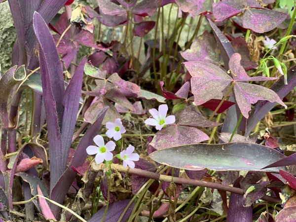 Planta Púrpura Flores Violetas Claro Mirada Cerca Macrofotografía —  Fotos de Stock