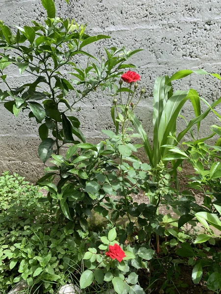 Duas Rosas Vermelhas Brilhantes Perto Parede Cinza Dia Ensolarado — Fotografia de Stock