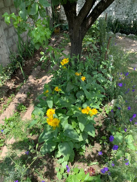 Ανθισμένα Κίτρινα Και Μπλε Λουλούδια Στον Κήπο — Φωτογραφία Αρχείου