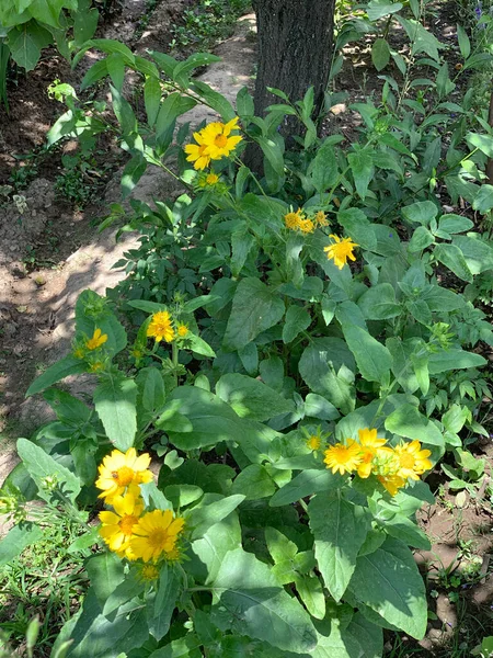 Blühende Gelbe Blumen Garten — Stockfoto