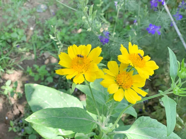 Flor Amarela Planta Verde Com Abelha Nele — Fotografia de Stock