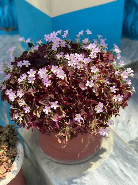 Tenceredeki pembe çiçeklere daha yakından bak, seçici odaklanma.