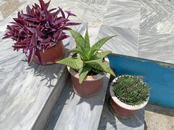 purple plant and green sukulents in pots on the stairs of the house