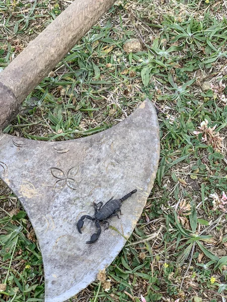 black poisonous scorpion on the ground in natiral environment