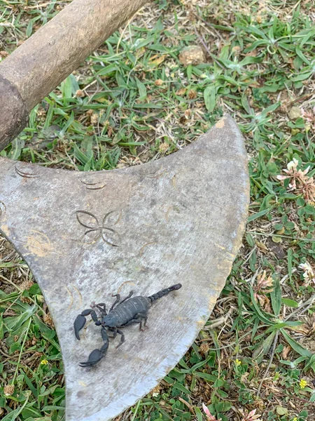 Escorpión Negro Venenoso Suelo Ambiente Natural — Foto de Stock