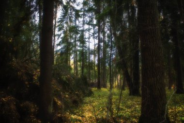 karanlık ormanın kenarına