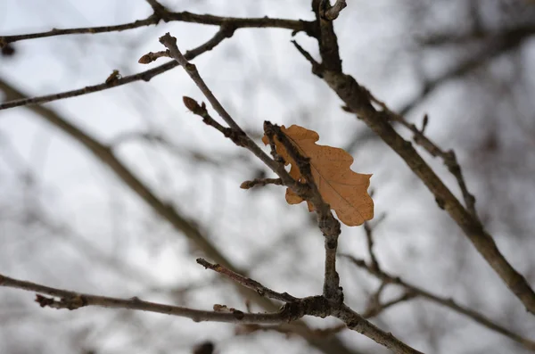 Última Hoja Amarilla Una Rama Roble Invierno Nostalgia Soledad Asociación —  Fotos de Stock