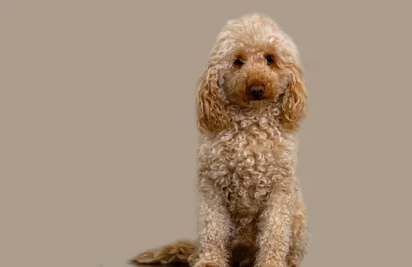 Hafif bir arka plan üzerinde şirin tüylü köpek. Köpek bir düz arka plan köpeğin üstüne oturan üzgün. Reklam için köpek. Üzgün köpek oturuyor.