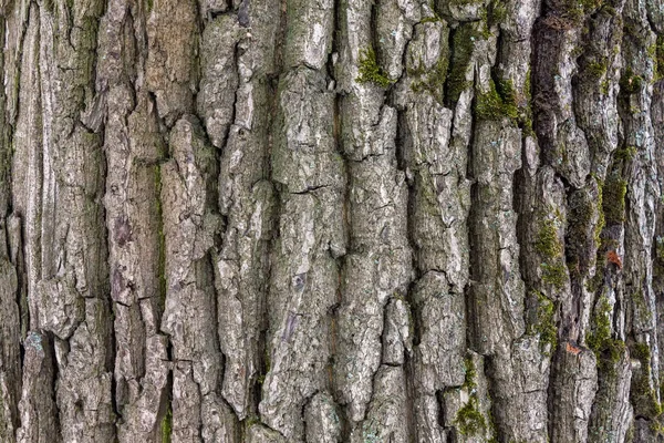 Yosun kaplı yaşlı bir ağacın kabuğunun dokusu. — Stok fotoğraf
