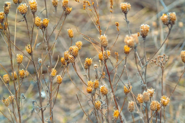 Inflorescências secas de plantas 001 — Fotografia de Stock