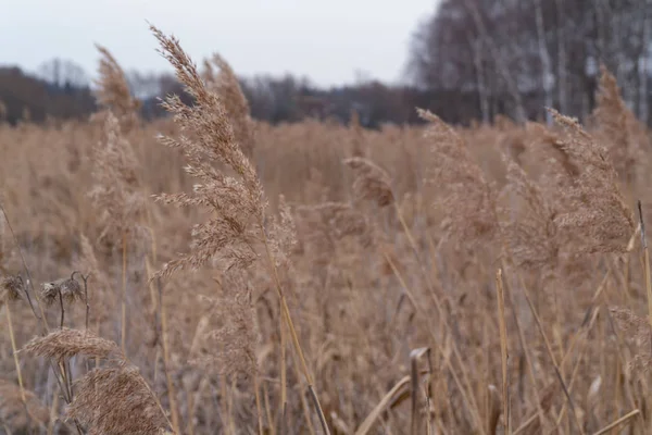 Suszone kwiatostany roślin 007 — Zdjęcie stockowe