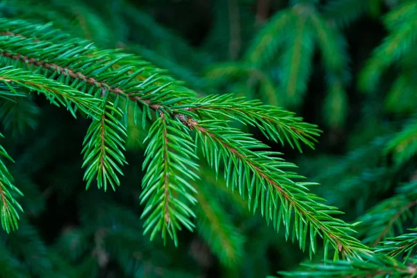 Needles. fir-needle — Stock Photo, Image