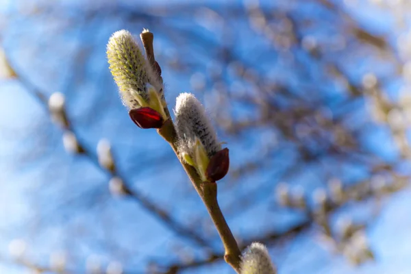 Botões de primavera — Fotografia de Stock