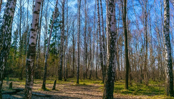 Birch bahar orman
