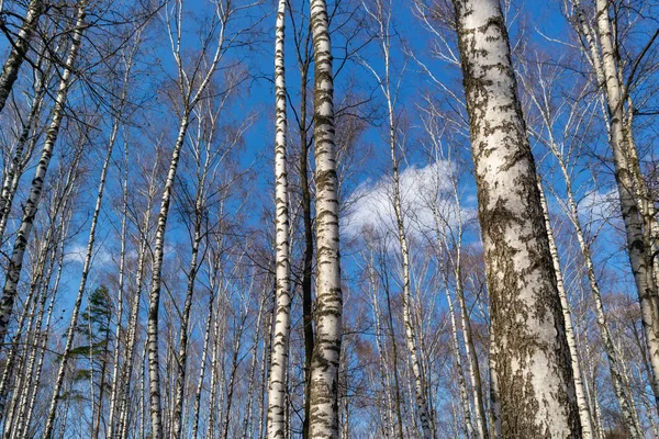 Betulla e cielo — Foto Stock