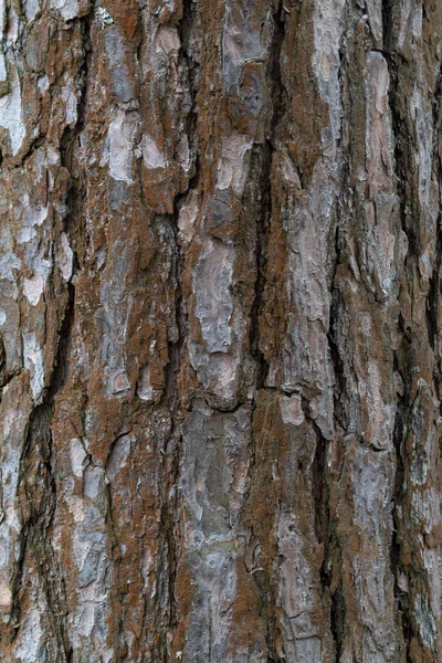 Çam kabuğu dokusu — Stok fotoğraf