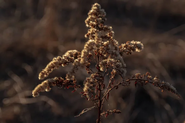 Droge wilde bloem in de ondergaande zon — Stockfoto