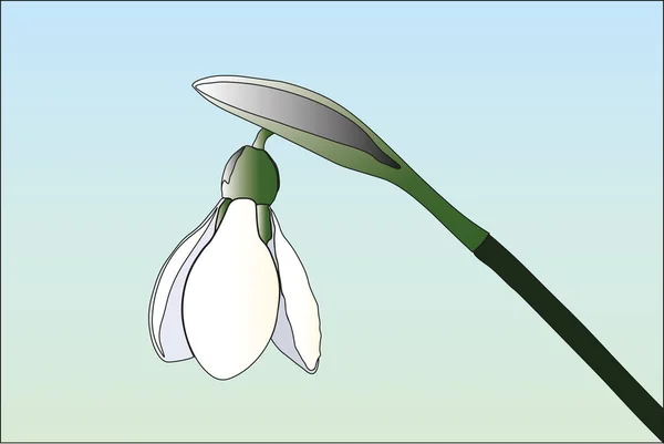 Snowdrop vektor illusztráció a világos háttér — Stock Vector