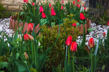Evin yakınındaki ön bahçede bir çiçek yatağında laleler