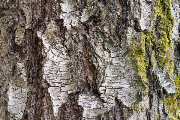 Yosun doku ile huş ağacı kabuğu — Stok fotoğraf