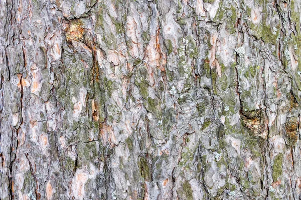 Konsistens av grov tall bark — Stockfoto