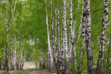 genç yaprakları ile huş