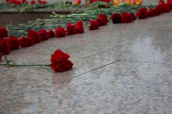 Red carnation on memorial — Stock Photo, Image
