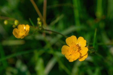 Sarı kır çiçeği üst manzarayı kapatır