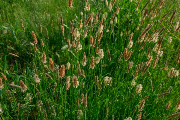 Orejas Hierba Estepa Prado Verde Luz Del Sol Hierba Estepa — Foto de Stock