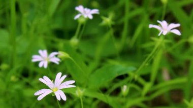 Beyaz kır çiçekleri yakın plan