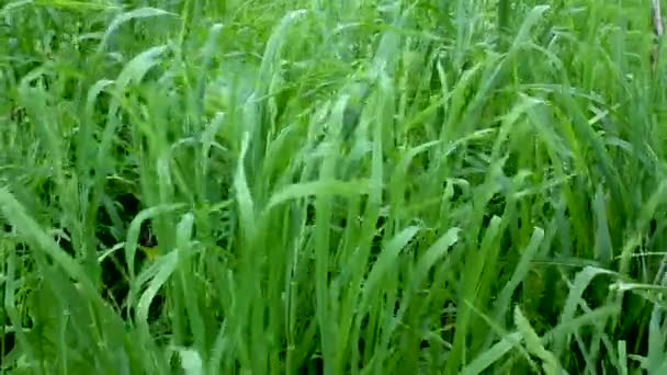 Hierba hierba de trigo primer plano — Vídeo de stock