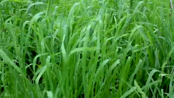 Herbe de blé gros plan 