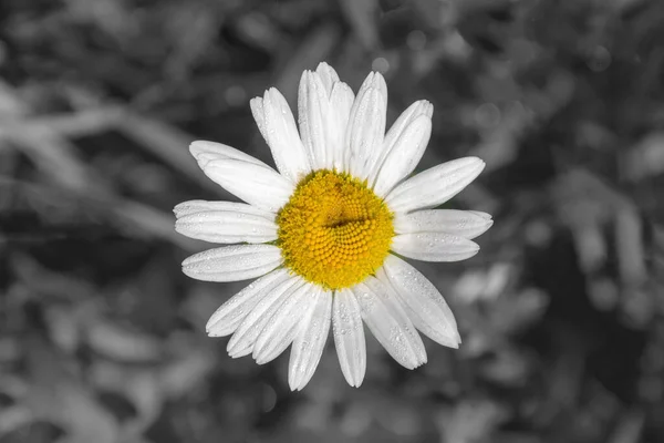 Tek renkli arka planda Daisy 'nin çiçekli üst görüntüsü. Gri kalabalıktan uzak dur