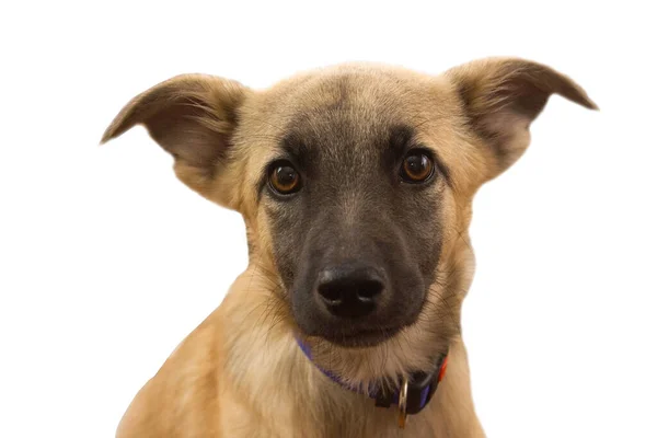 Anlamlı gözleri olan kırmızı renkli bir köpek yavrusu. Güzel köpek, güzel köpek.